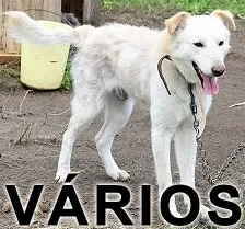 Cachorro raça Várias idade  nome Vários Projeto Anjo