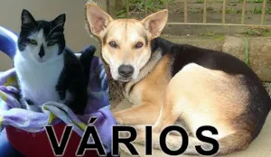 Cachorro raça Várias idade  nome Vários Projeto Bich