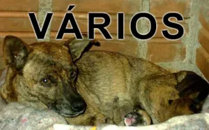 Cachorro raça Várias idade  nome Vários Projeto Pro 