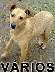 Cachorro raça Várias idade  nome Vários PAMA