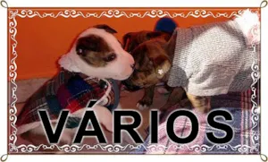 Cachorro raça Várias idade  nome Vários UAPA