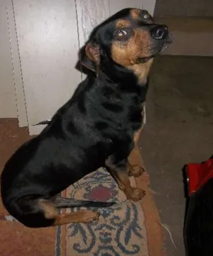 Cachorro raça SRD idade 1 ano nome Lassie