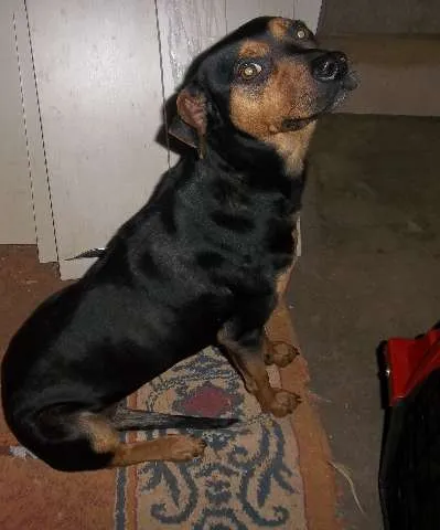 Cachorro ra a SRD idade 1 ano nome Lassie