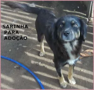 Cachorro raça sr idade 1 ano nome Sarinha