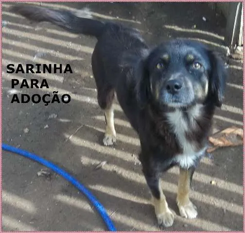Cachorro ra a sr idade 1 ano nome Sarinha