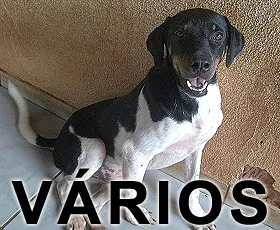 Cachorro raça Várias idade  nome Vários Grupo Patas