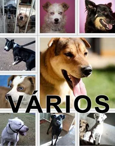 Cachorro ra a Várias idade nome Vários AAAC