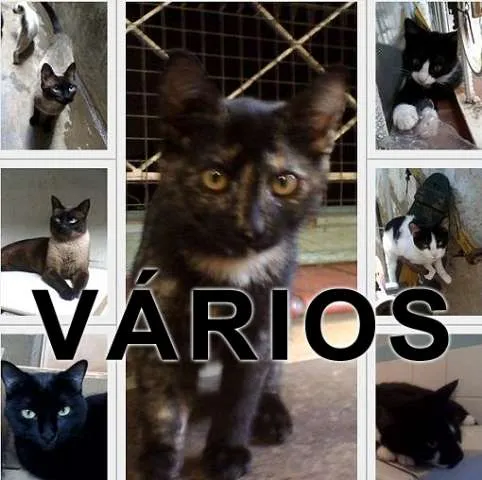 Gato ra a Várias idade nome Vários AAAC