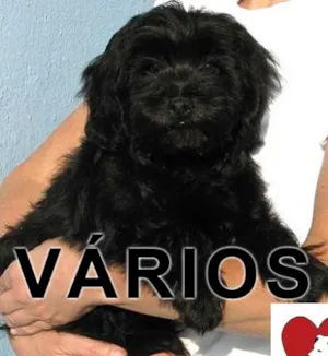 Cachorro raça Várias idade  nome Vários ABEAC