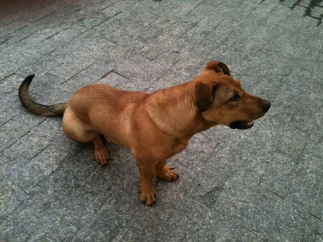 Cachorro ra a SRD idade 7 a 11 meses nome Joca