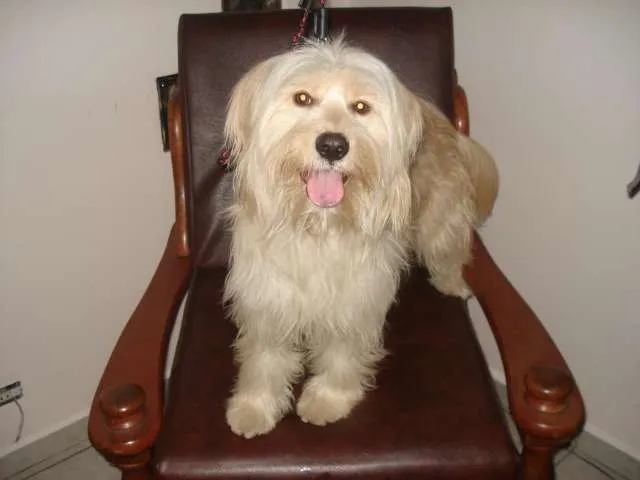 Cachorro ra a SRD idade 1 ano nome FREDDY