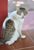 Cida