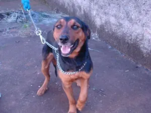 Cachorro raça SRD idade 1 ano nome Valente