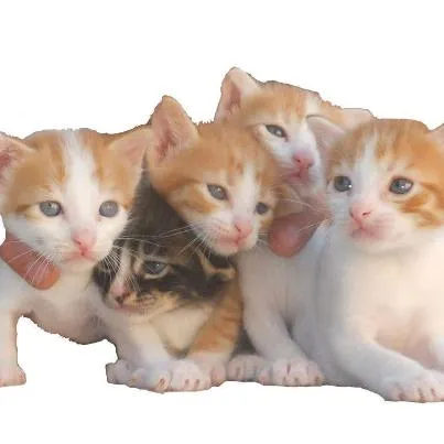 Gato raça  idade Abaixo de 2 meses nome nenhum