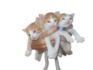 Gato raça  idade Abaixo de 2 meses nome nenhum
