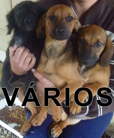 Cachorro ra a Várias idade  nome Vários APAD