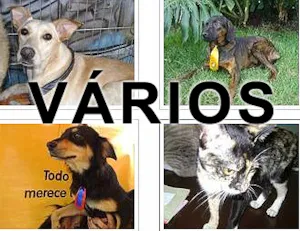 Cachorro raça Várias idade  nome Vários Deixe Viver