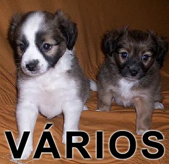 Cachorro ra a Várias idade nome Vários Anjos Protet