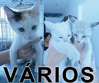 Gato ra a Várias idade nome Vários Anjos Protet