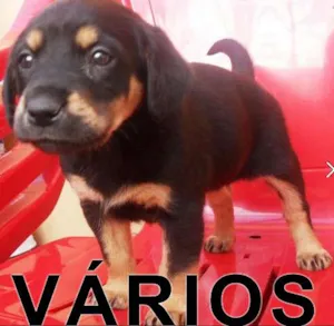 Cachorro raça Várias idade  nome Vários Quintal de S