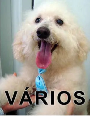 Cachorro raça Várias idade  nome Vários APAA