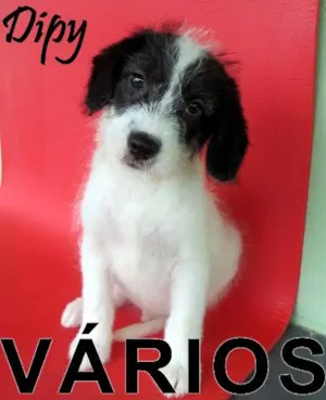 Cachorro raça Várias idade  nome Vários Adote um Foc