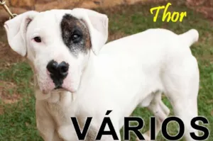 Cachorro raça Várias idade  nome Vários Adote um Foc
