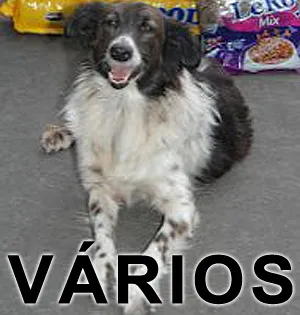 Cachorro raça Várias idade  nome Vários Adote um Foc