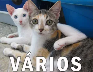 Gato raça Várias idade  nome Vários Balaio de Gatos
