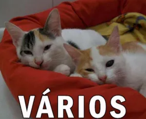 Gato raça Várias idade  nome Vários Oito Vidas
