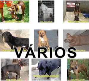 Cachorro raça Várias idade  nome Vários PitCão