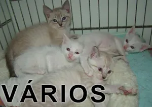 Cachorro raça Várias idade  nome Vários Adote um Miau