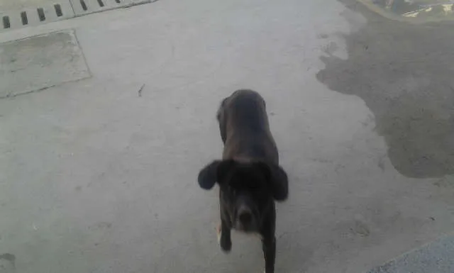 Cachorro ra a vira lata idade 2 anos nome nina