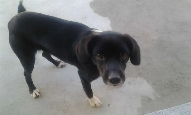 Cachorro ra a vira lata idade 2 anos nome nina