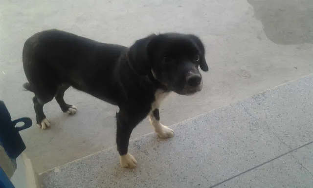 Cachorro ra a vira lata idade 2 anos nome nina