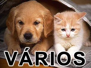 Cachorro raça Várias idade  nome Vários Projeto CEL