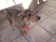 Pequena