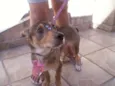 Pequena
