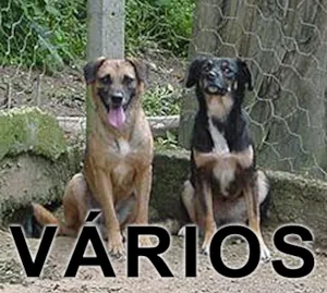 Cachorro raça Várias idade  nome Vários Vira Lata é 10