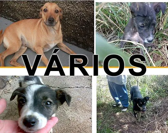 Cachorro ra a Várias idade  nome Vários Bicho não é 