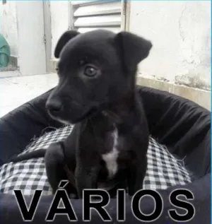 Cachorro raça Várias idade  nome Vários João Rosa
