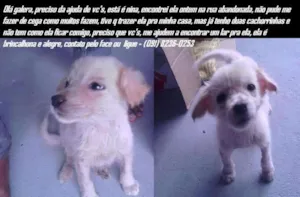 Cachorro raça NÃO IDENTIFICADA idade 2 a 6 meses nome Nina