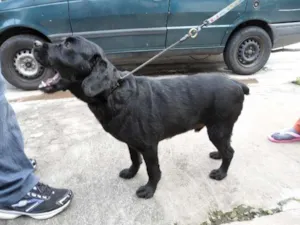 Cachorro raça Mix c/Cooker Inglês idade 2 anos nome JOE