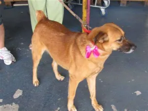 Cachorro raça SRD idade 2 anos nome Ben Hur e Vitória