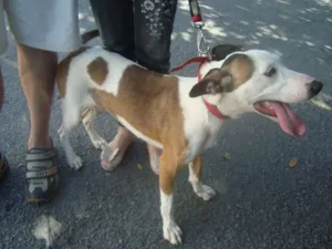Cachorro raça SRD idade 2 anos nome Brisa