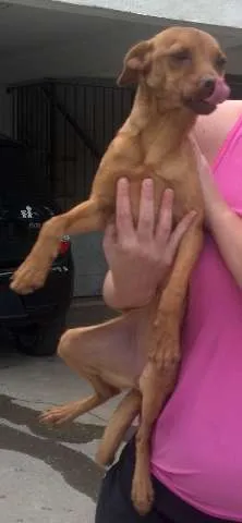 Cachorro ra a Indefinida idade 7 a 11 meses nome sem nome