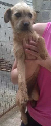 Cachorro raça Indefinida idade 7 a 11 meses nome sem nome