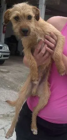 Cachorro ra a Indefinida idade 7 a 11 meses nome sem nome
