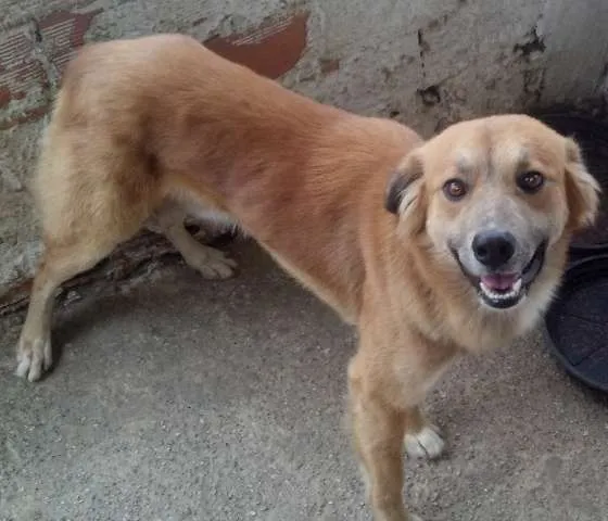 Cachorro ra a Indefinida idade 7 a 11 meses nome sem nome