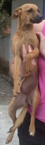Cachorro ra a Indefinida idade 7 a 11 meses nome sem nome